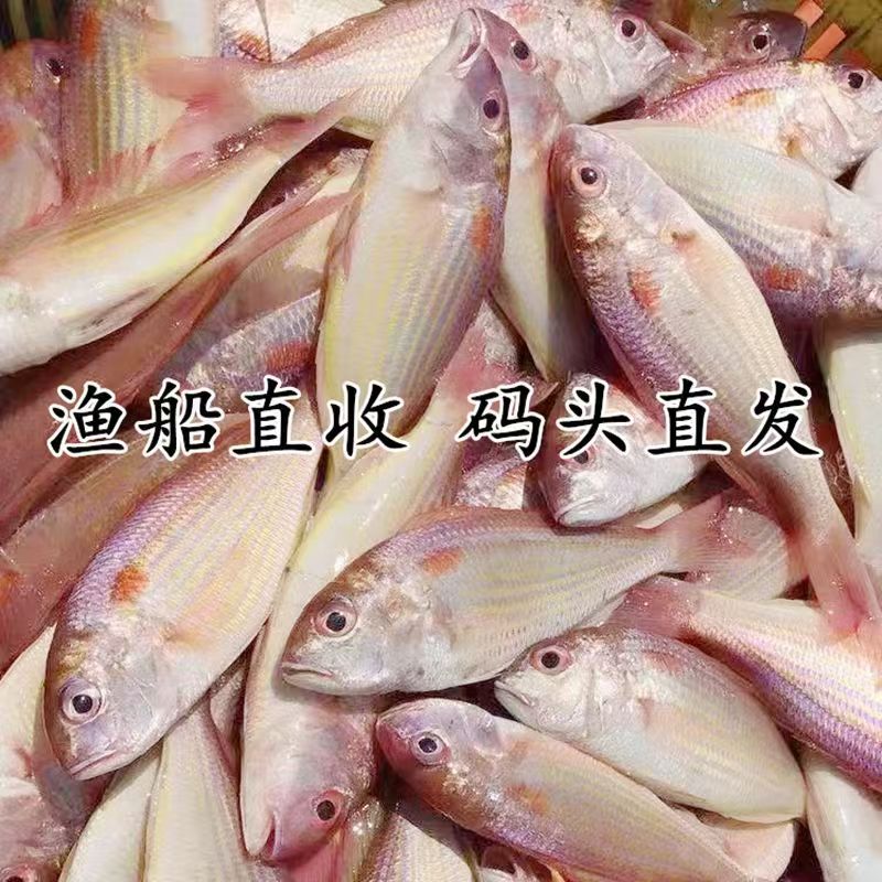 广东新鲜海捕红杉鱼【1斤5-7条，到手4斤左右】