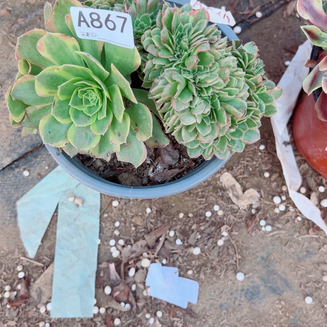 867万黄缀化多肉植物