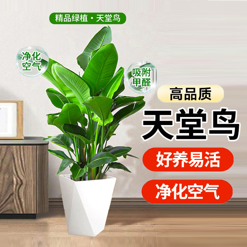 绿植盆栽天堂鸟叶立高80-1米客厅办公室净化空气好养活
