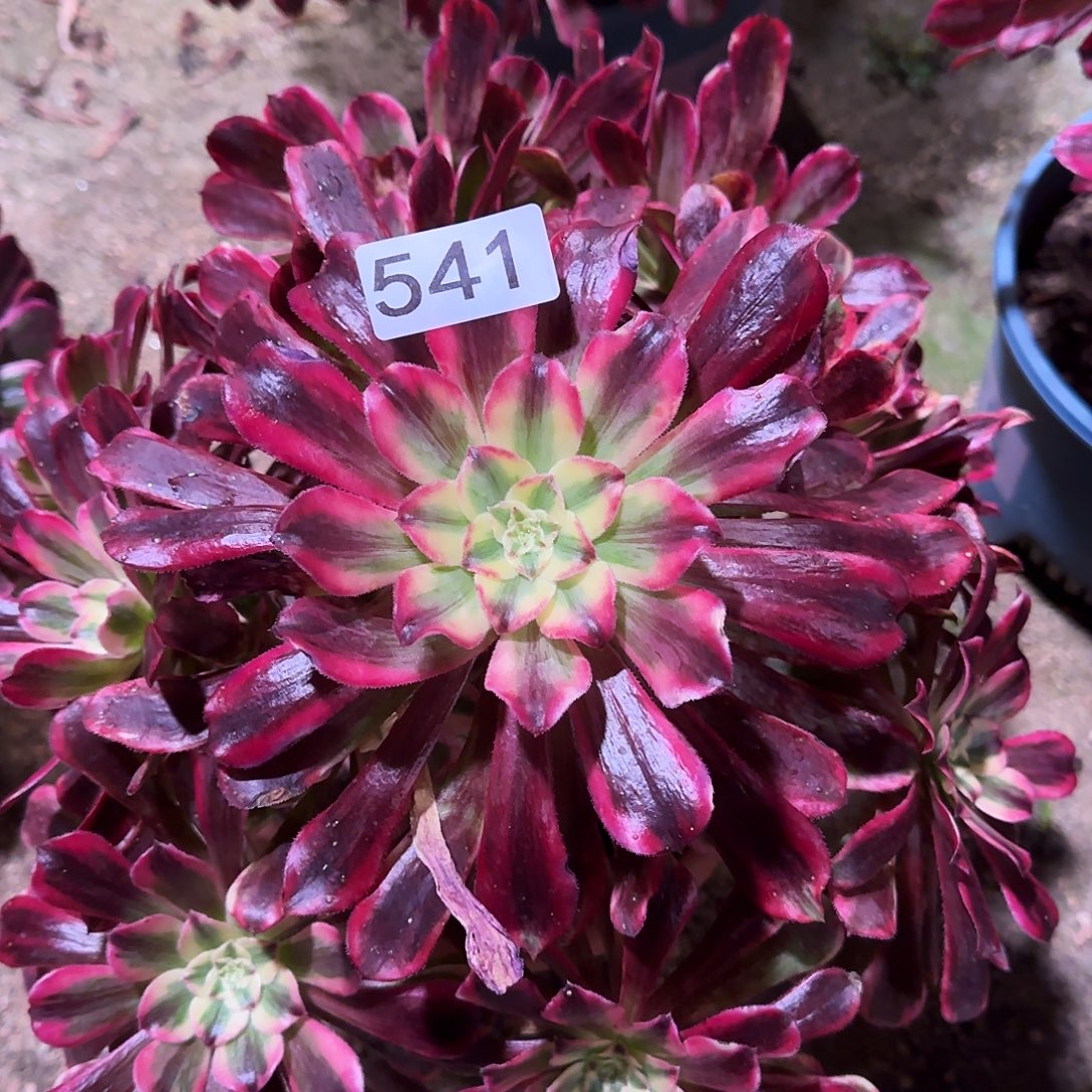 多肉植物法师波斯541