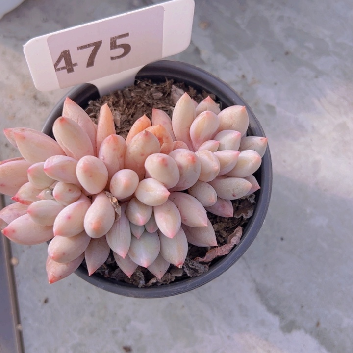 健健康康平平安安