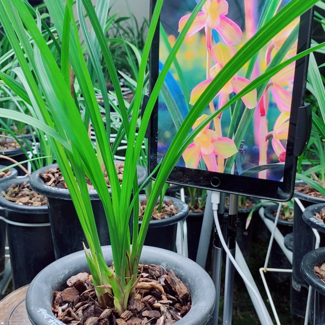 大部分花苞少量开放