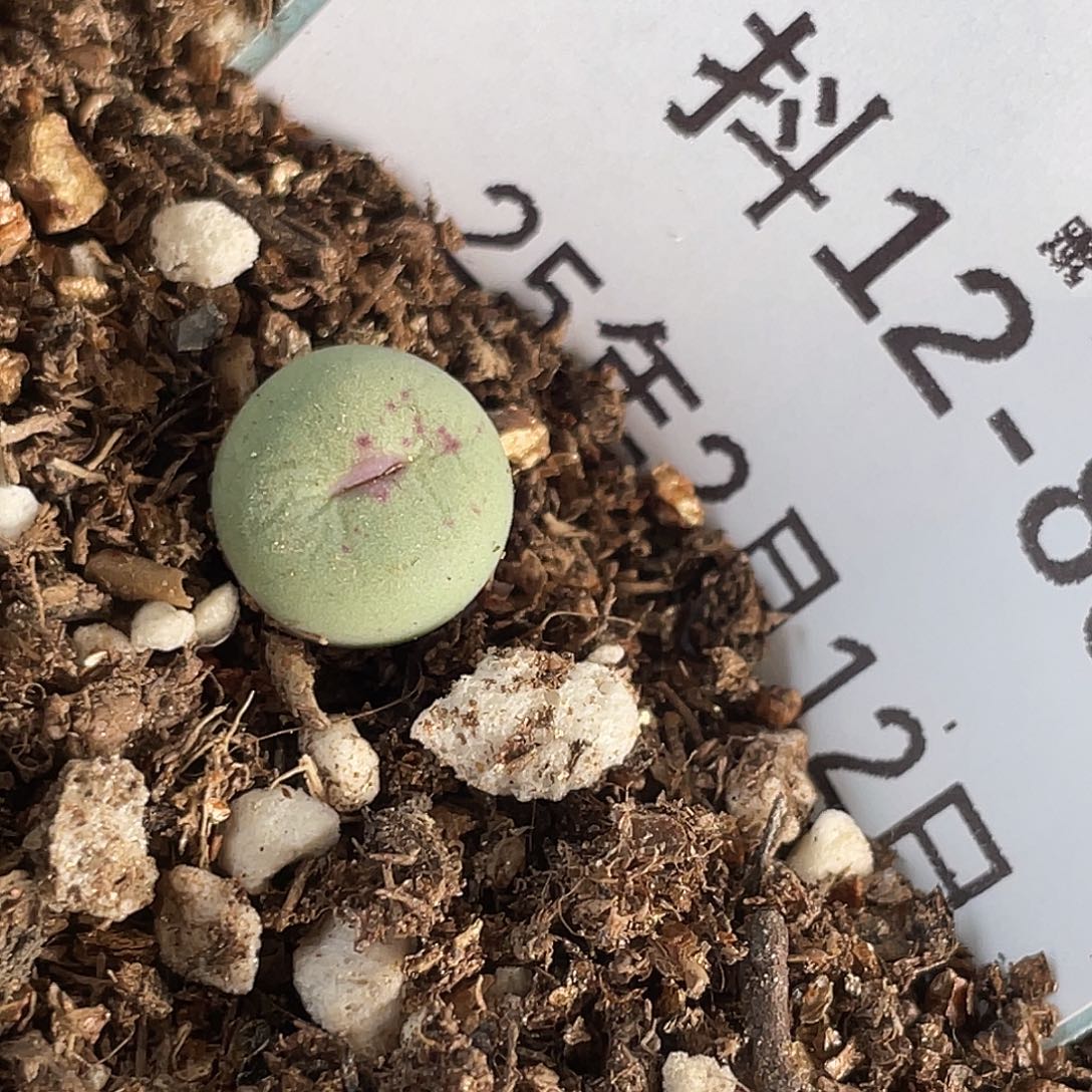 12-86嘴多肉植物