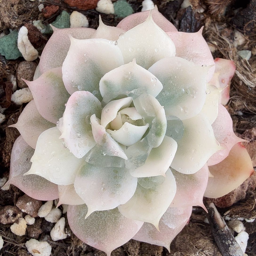 雪域白锦，多肉植物