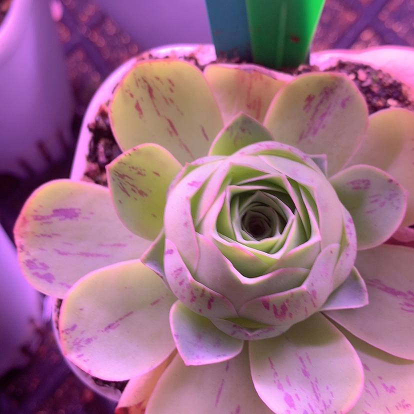 【闪购商品】yjj569金鸿