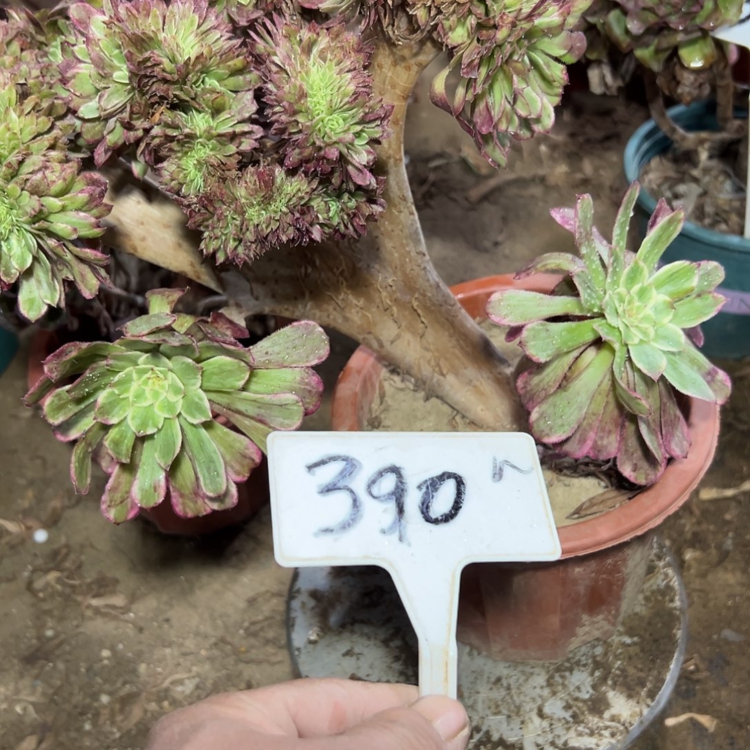 多肉植物水墨画缀花390