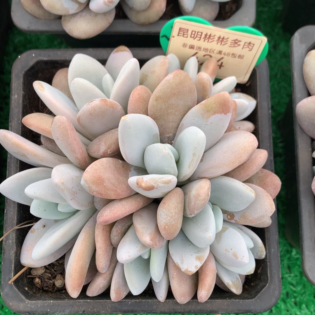 粉兔群生无砍424