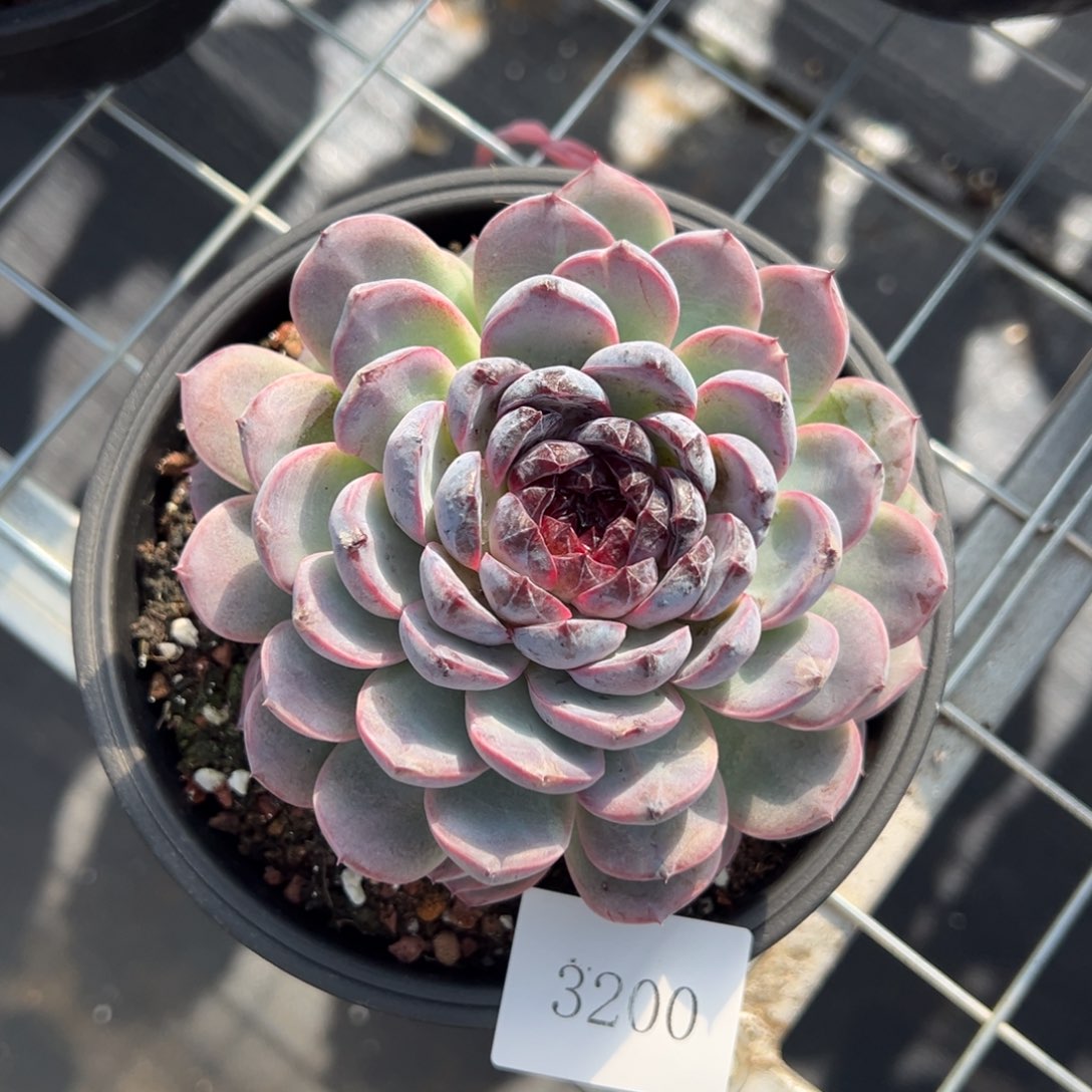 水**?3200肉肉肉肉肉肉