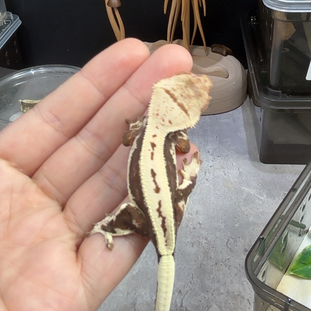 睫角守宫睫角守宫
