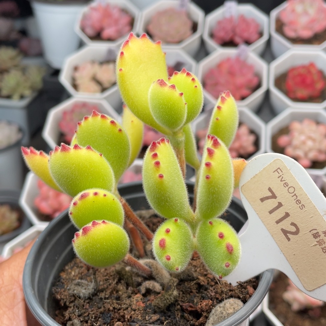 熊童子7112-8.0厘米