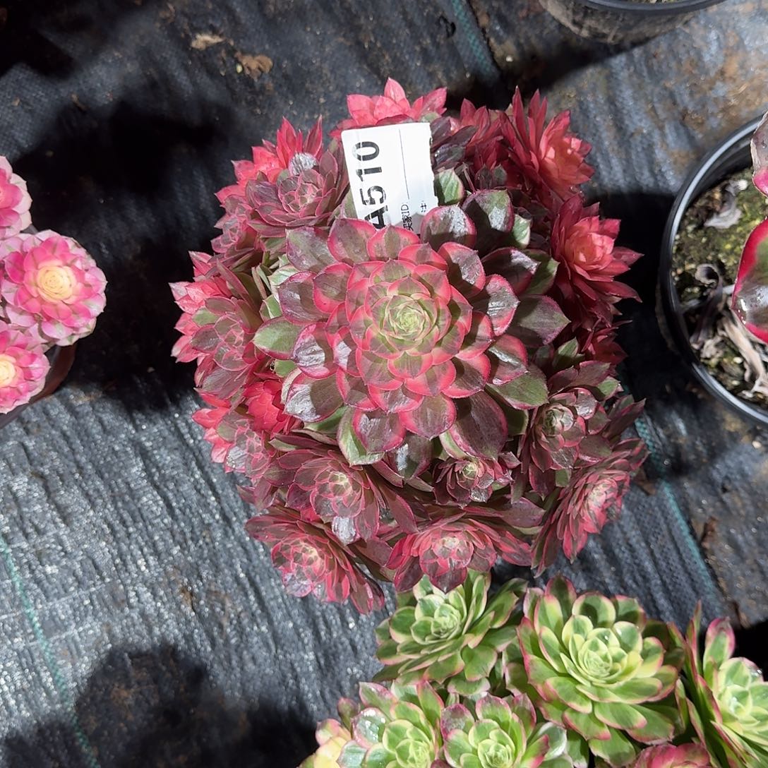 黑魔锦多肉法师510