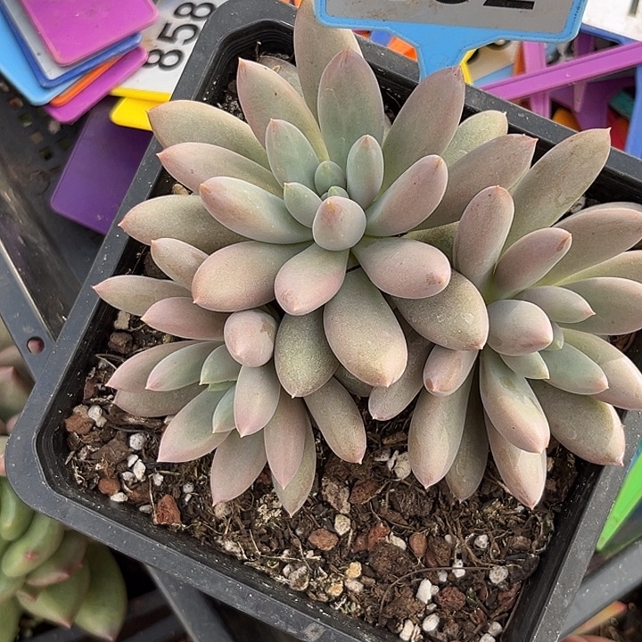 多肉植物红胖体哥特092