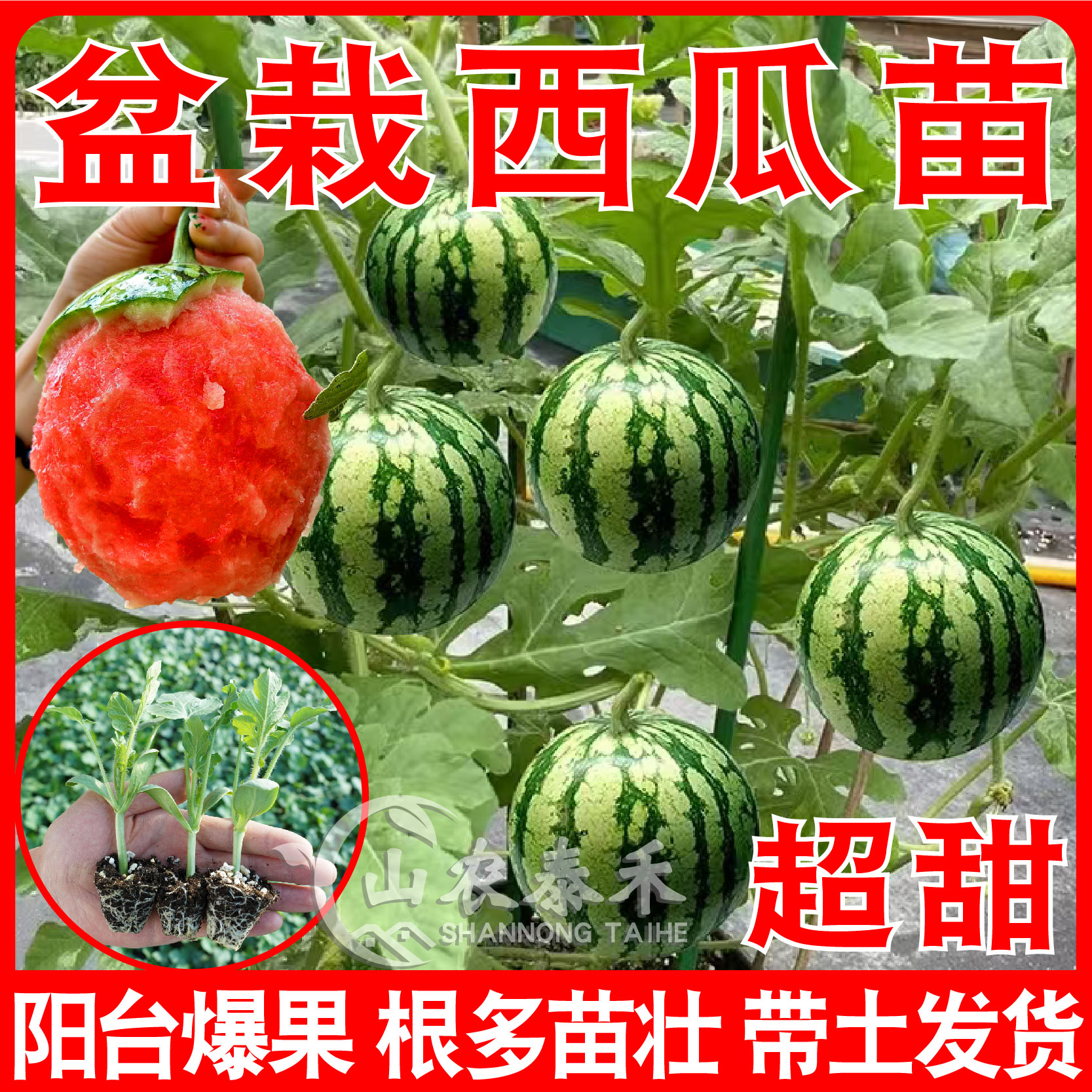 懒汉8424无籽懒人批发冬季菜苗西瓜草莓苗盆栽西瓜秧苗