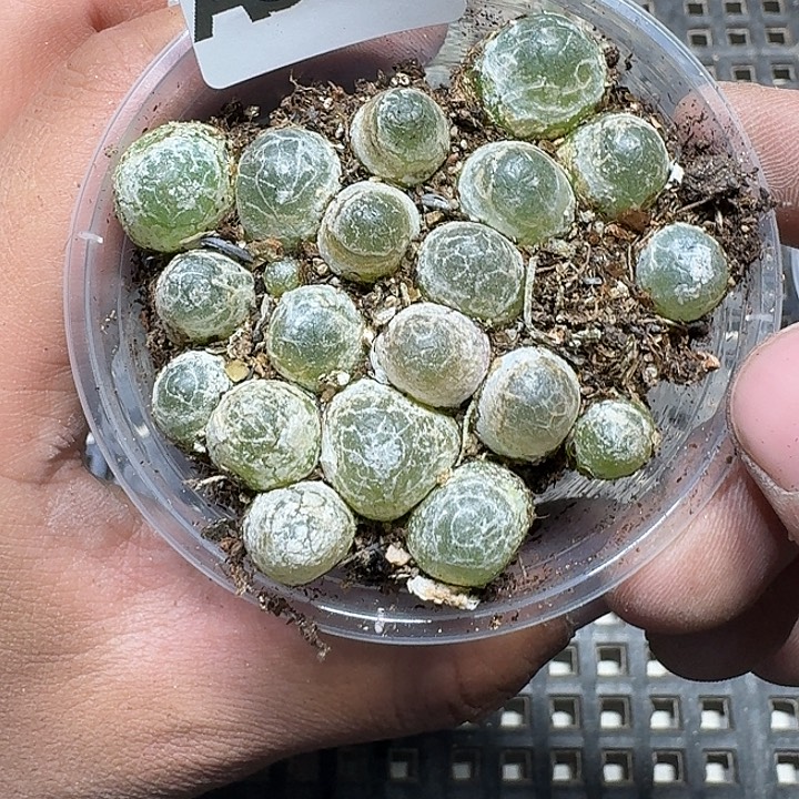 384 多肉植物多肉植物