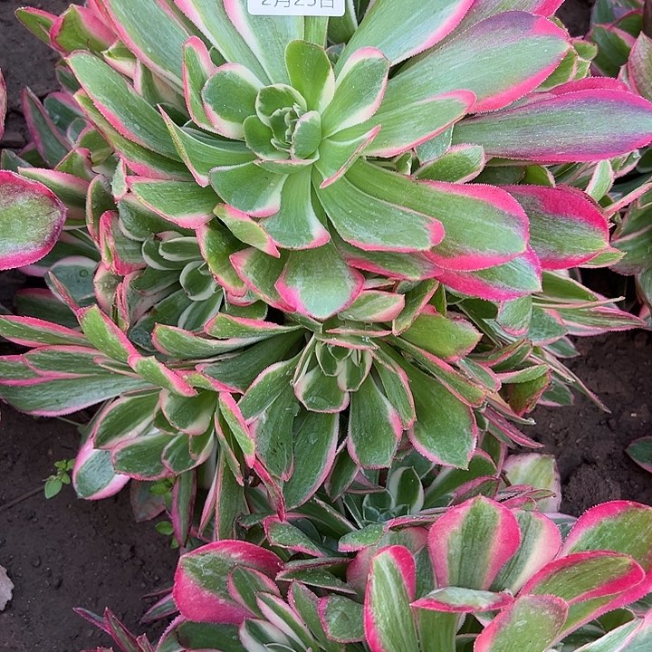 2.25-12妖月多肉植物4