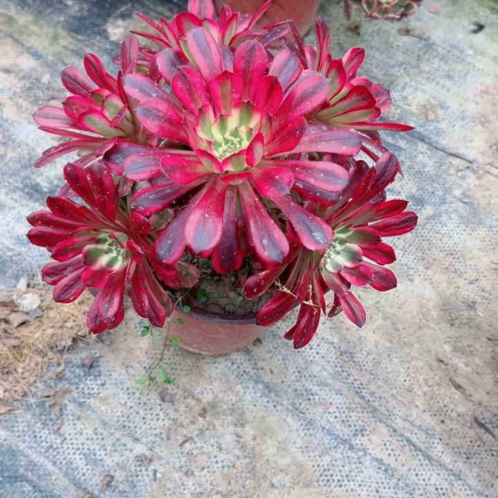 854美丽多肉有掉头一个