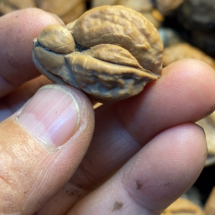 文玩核桃吊坠娜姐132