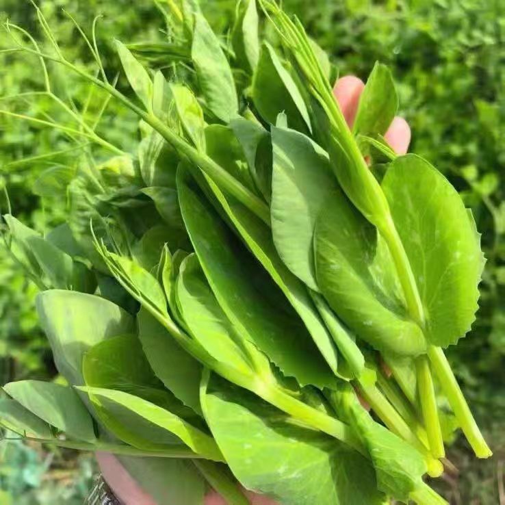 正宗贵州特产农家嫩新鲜豌豆尖一叶一心当季现掐蔬菜自种龙须豆苗