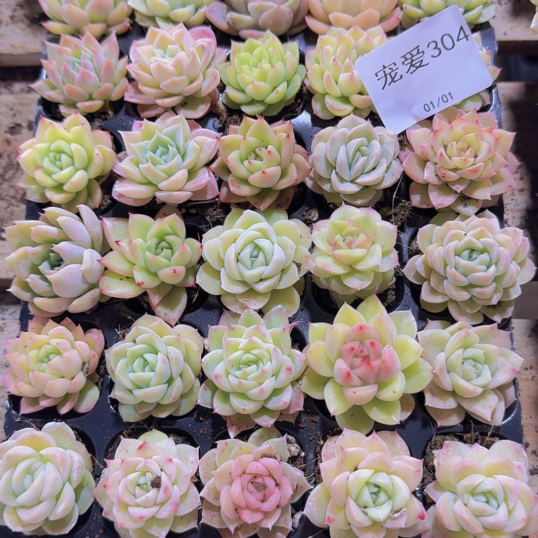 直播福利一物一拍304