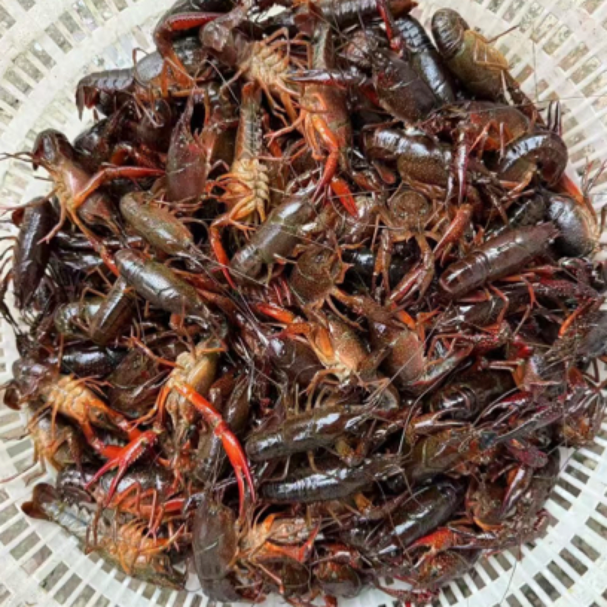 白洋淀清水小龙虾中号5斤（20-25只）精品海鲜