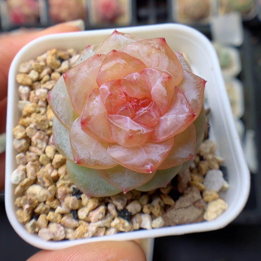 挽*、多肉植物。  糖心