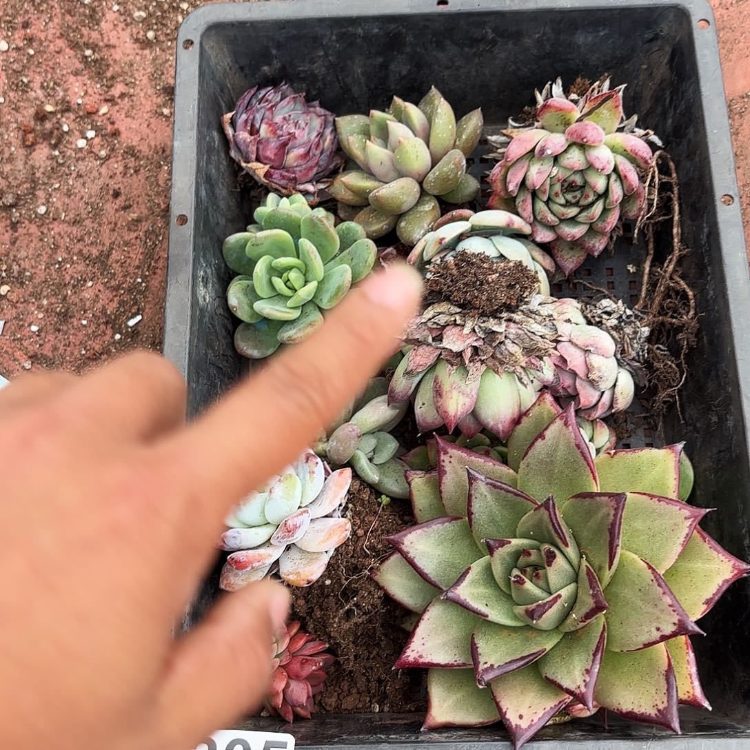 多肉植物空牌205号