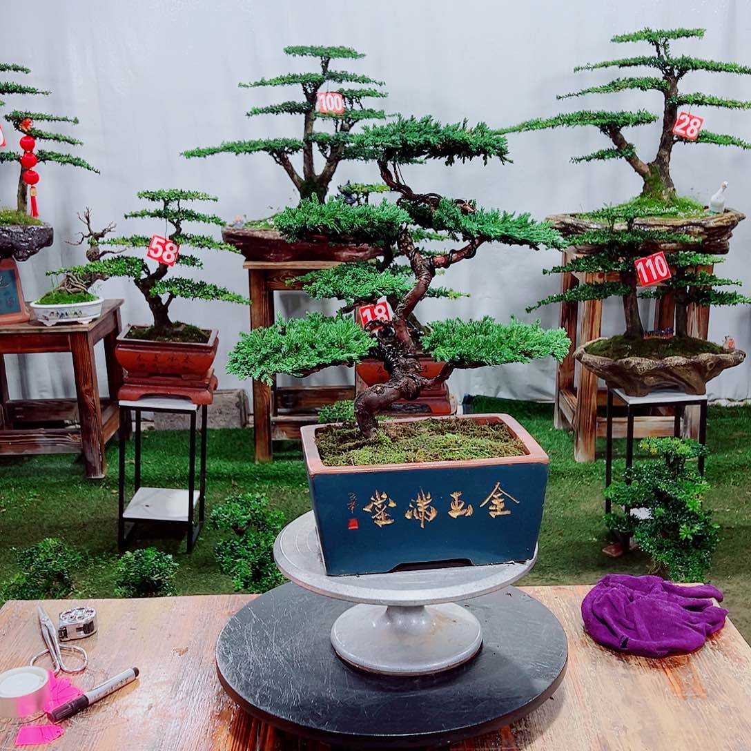 盆景柏树111222331
