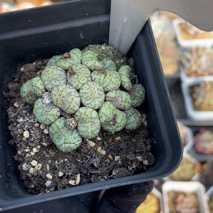 1078肉锥多肉植物保护