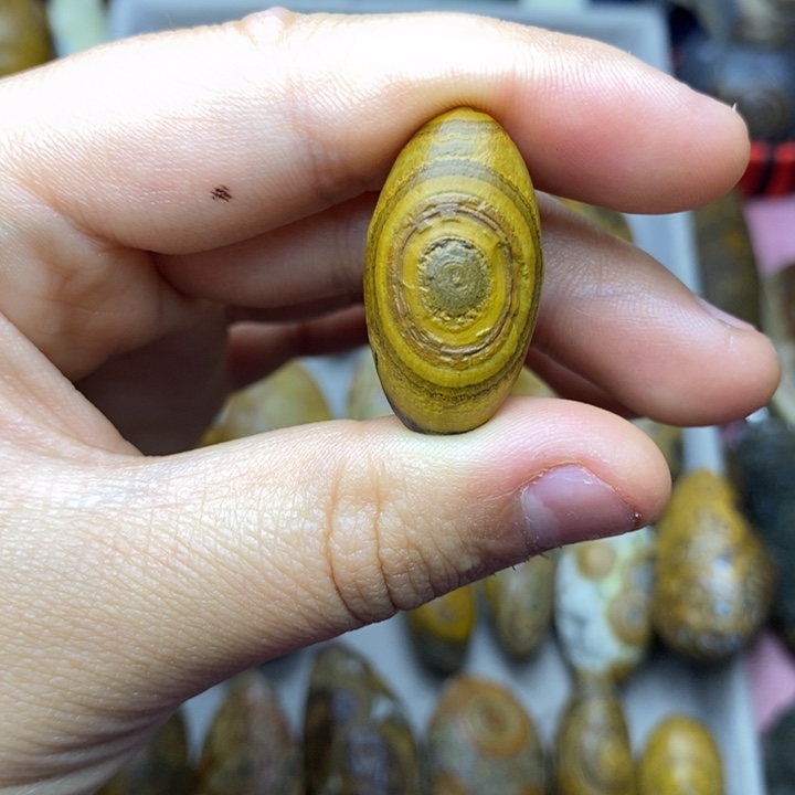 义***顺大叶紫檀（黑酸枝木类）
