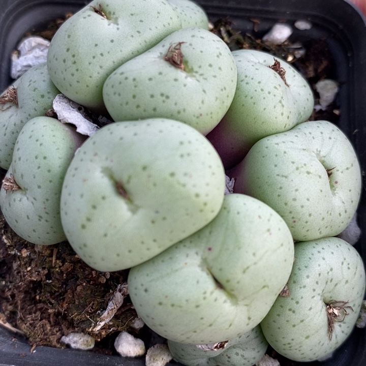 617吕氏大饼多头一群