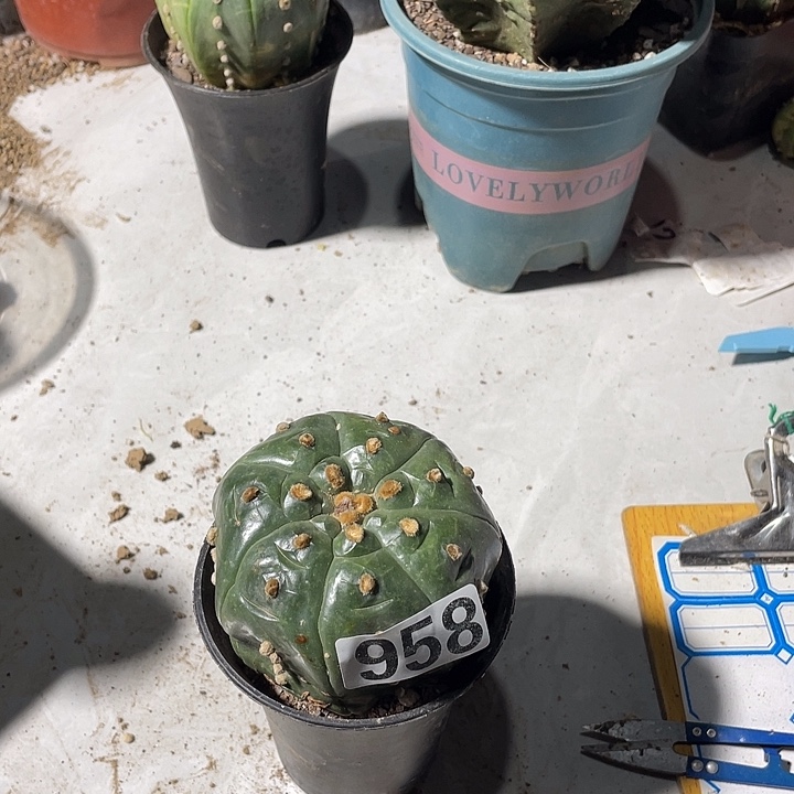 盔甲都仙人球958号