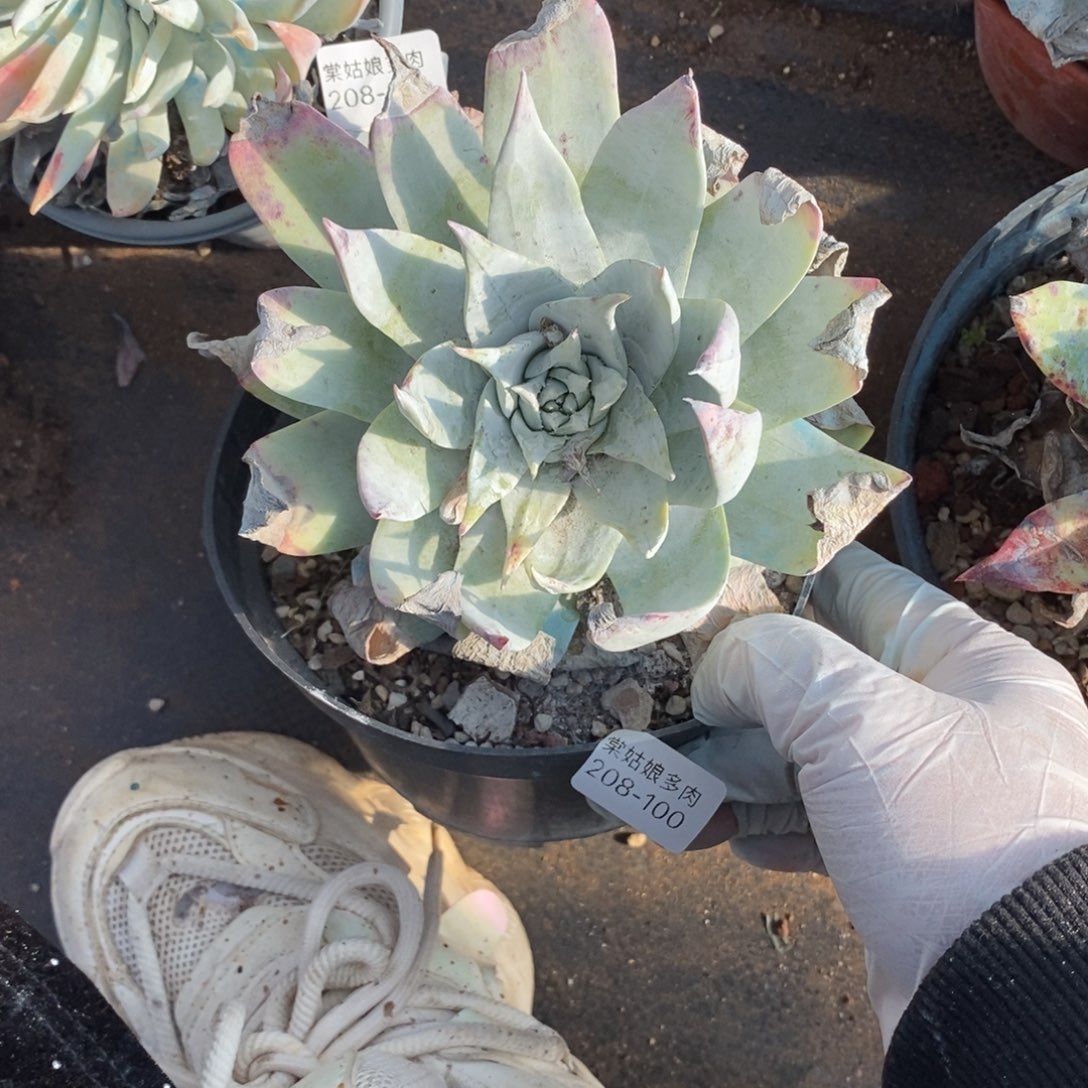 100号普西菲克辛苦啊