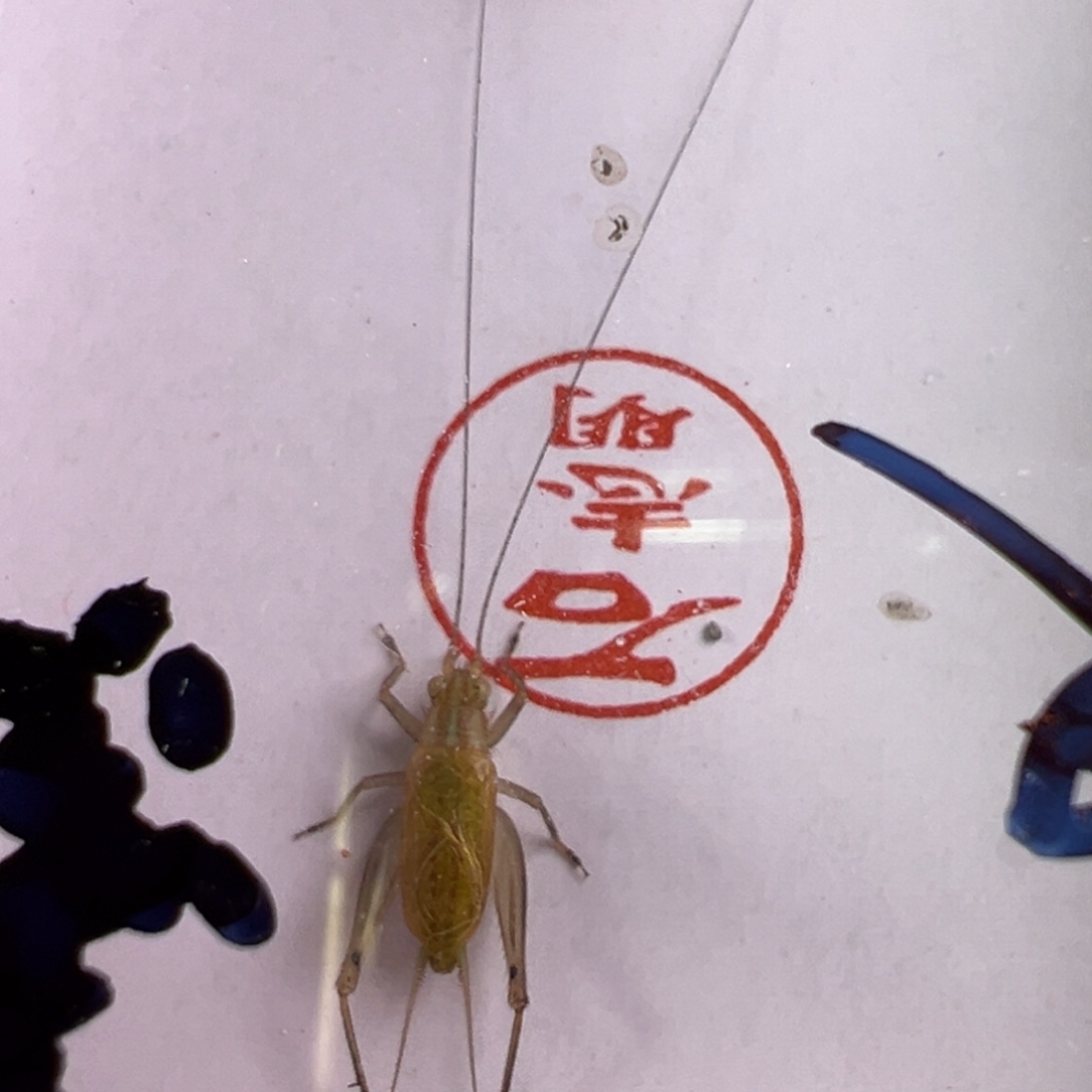 蟋蟀大黄蛉一只合适