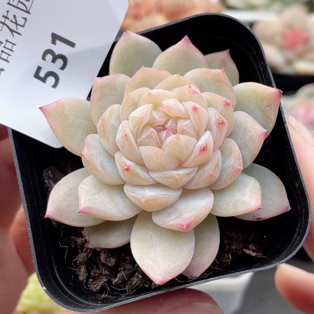 531号糖心冰心珍妮 蜜蜡