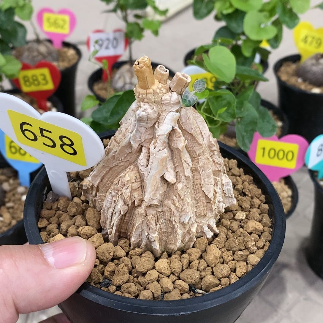 南非龟甲龙龟甲龙