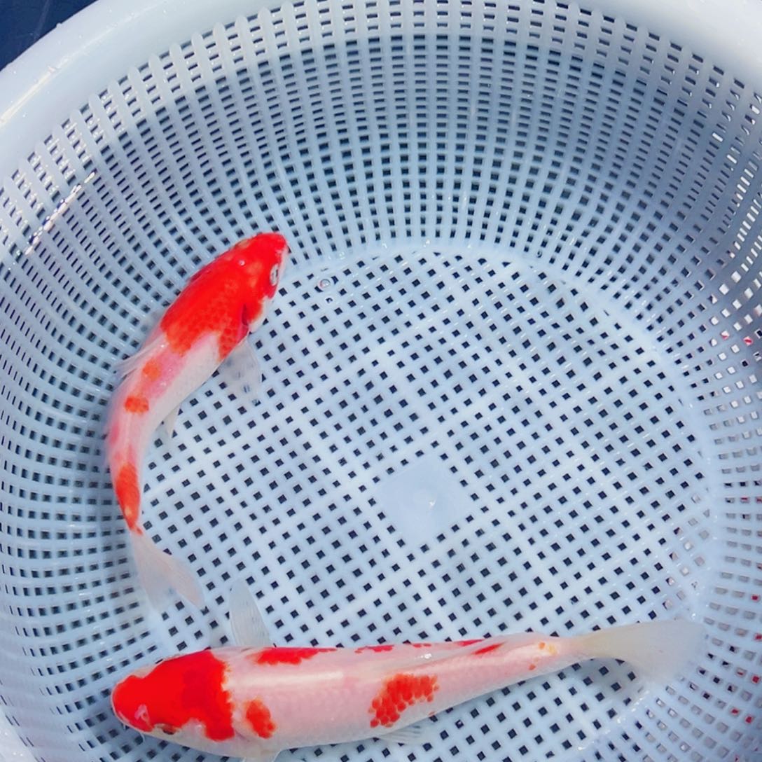 锦鲤锦鲤观赏鱼1111