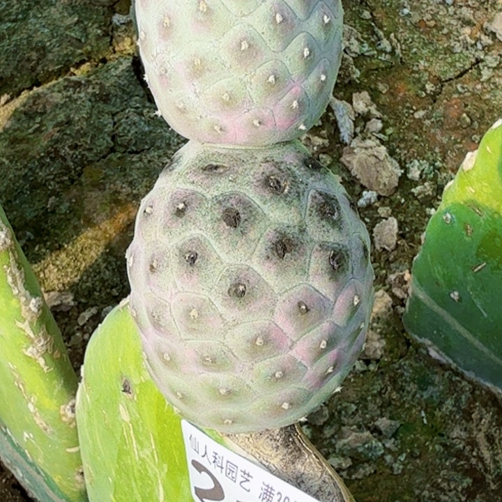 再***会无花朵福利大型紫皮鹅蛋210