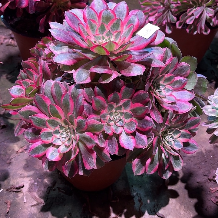 多肉植物云荷00963