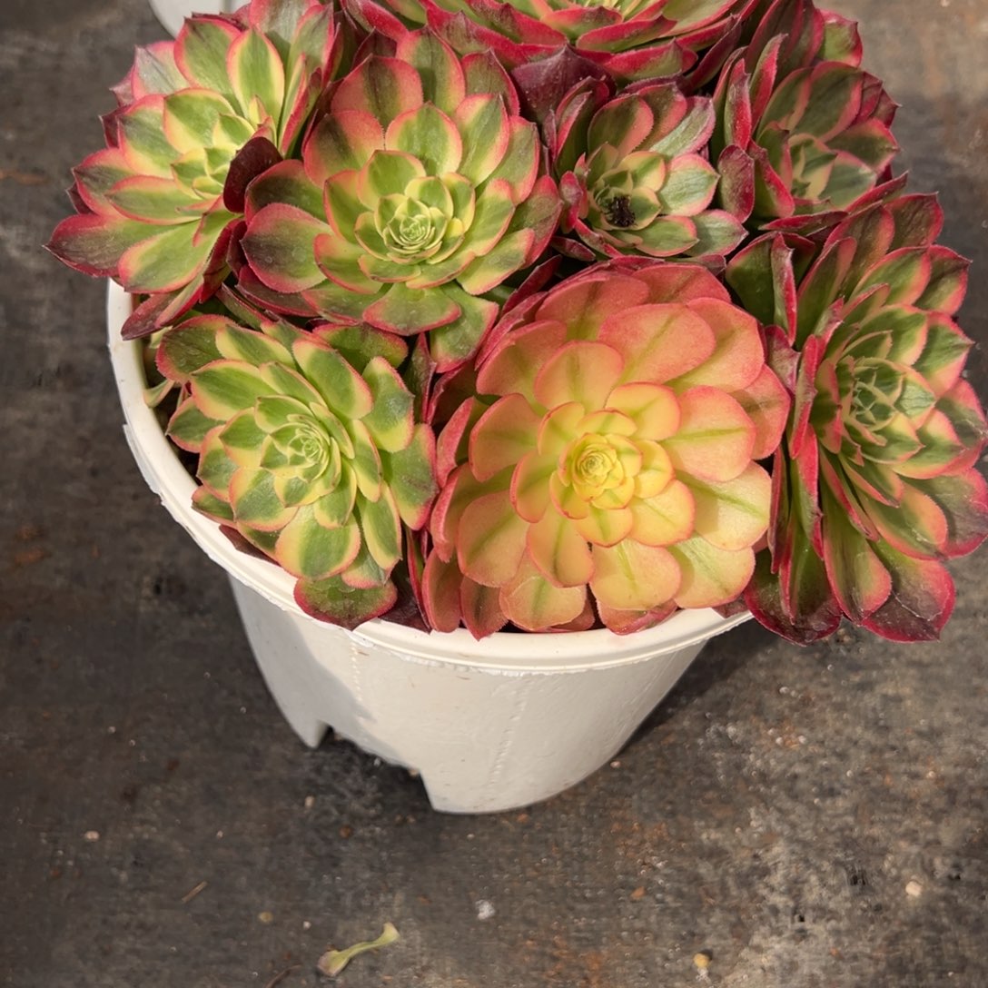 255海仙多肉多肉多肉多头