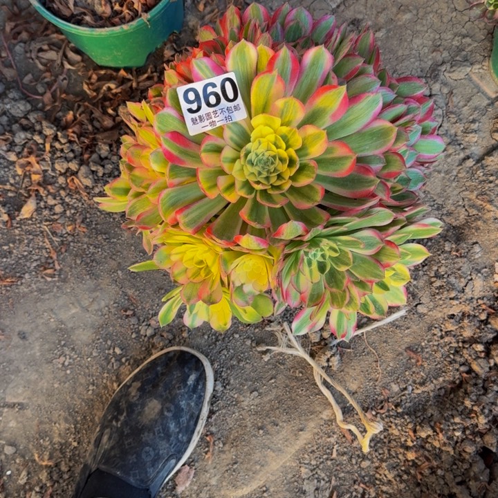 海王花27-19包邮花花