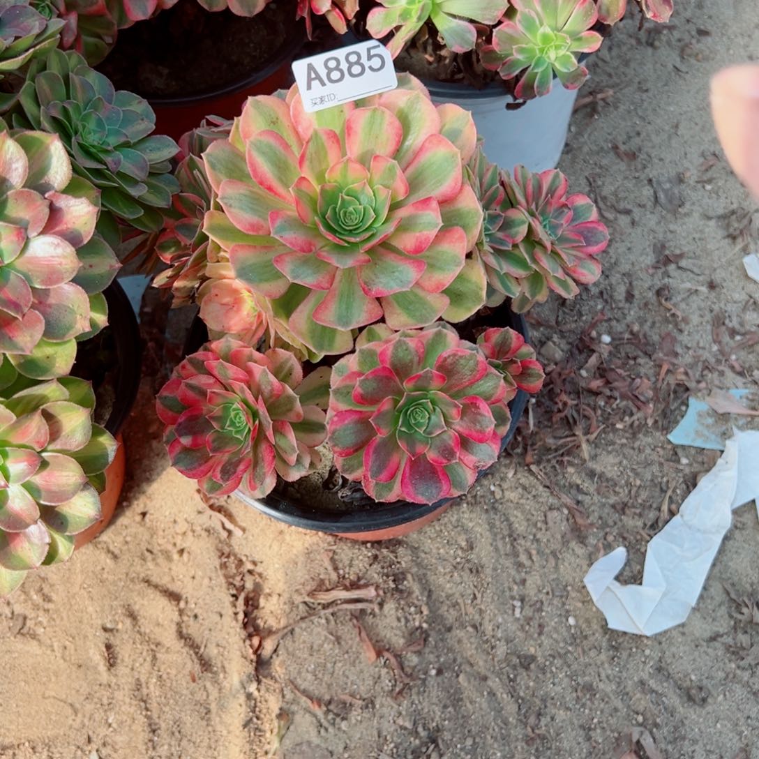885雨荷多肉植物法师多肉
