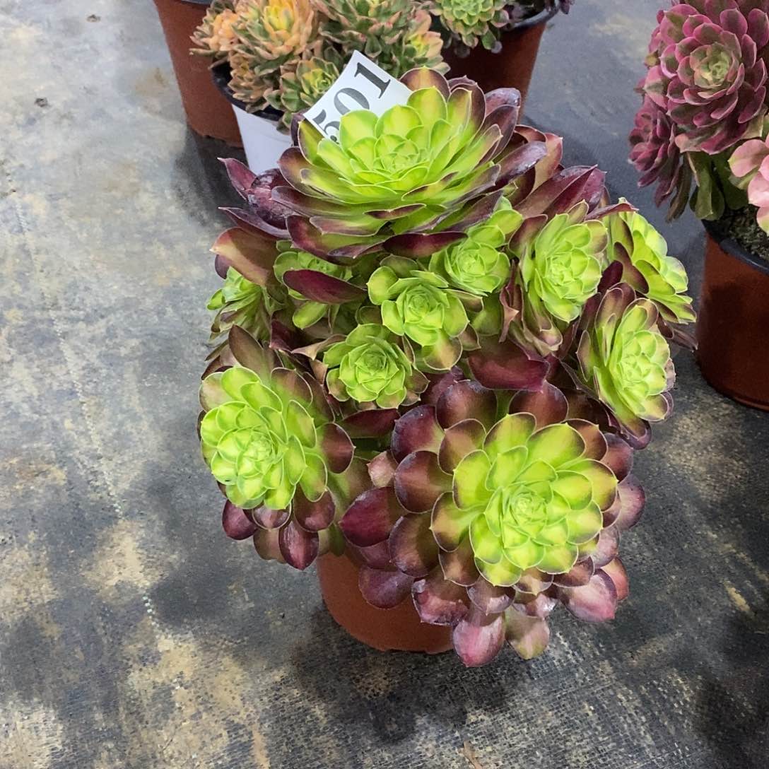 韶华501多肉法师植物
