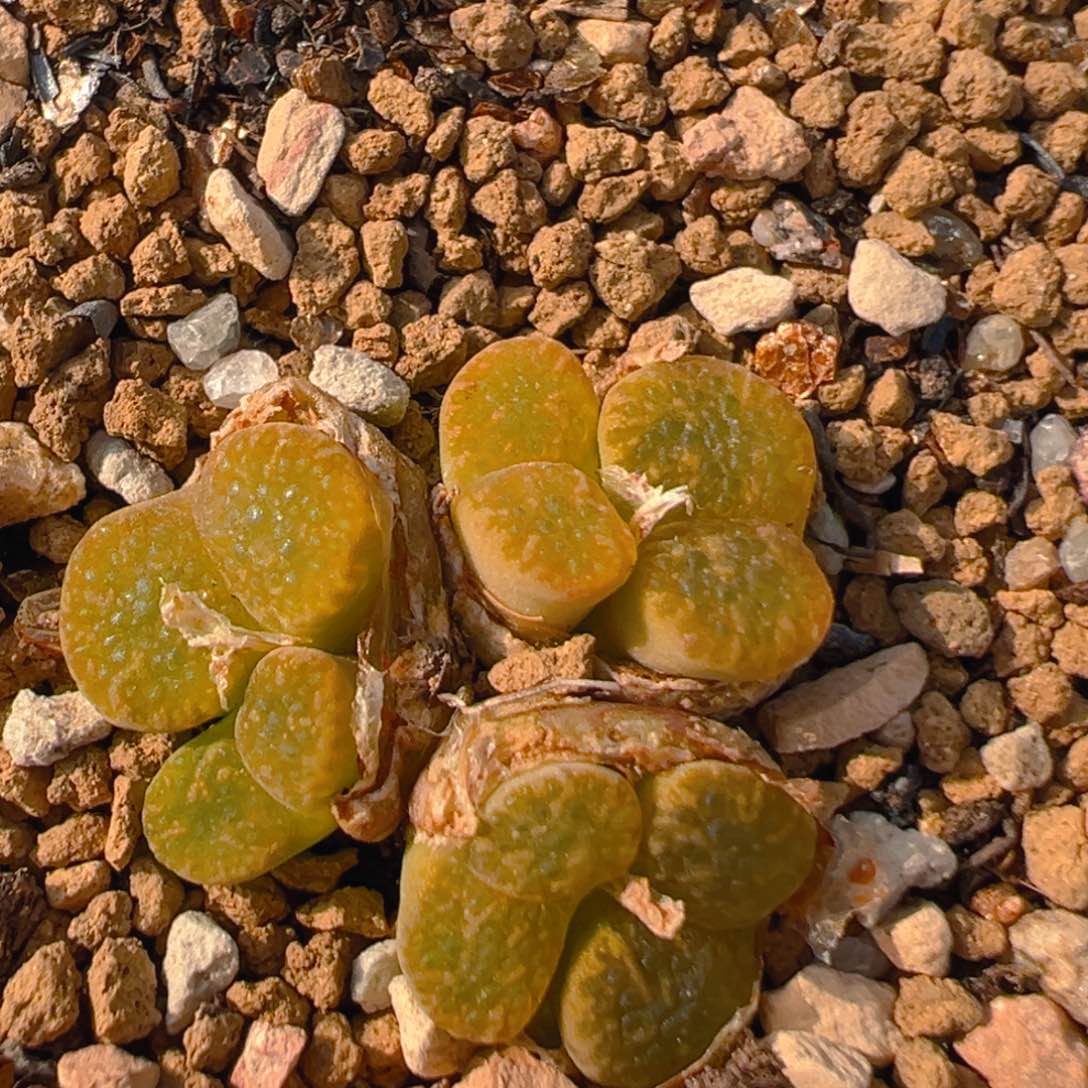 66多肉植物百科知识