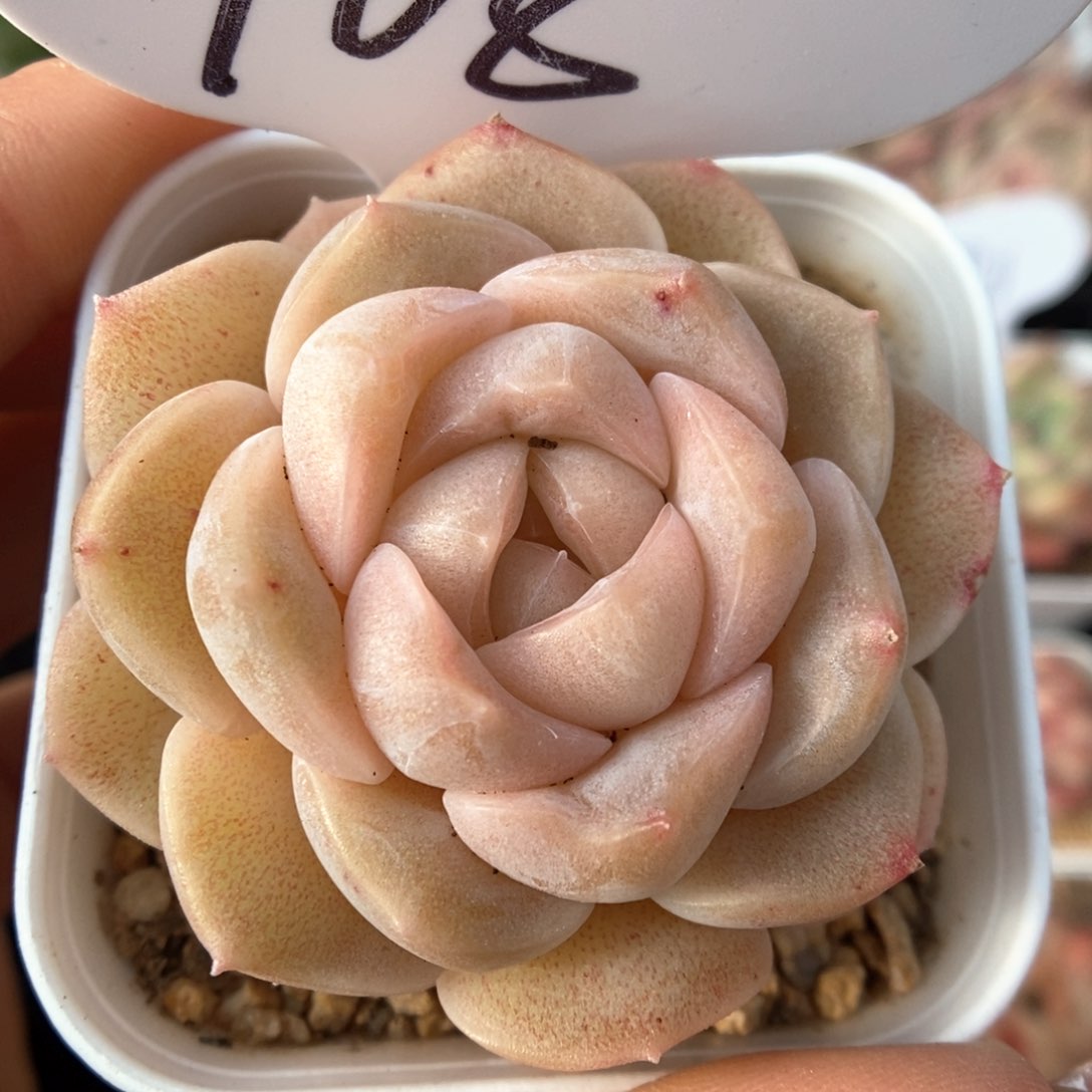 良辰可拍908号。   