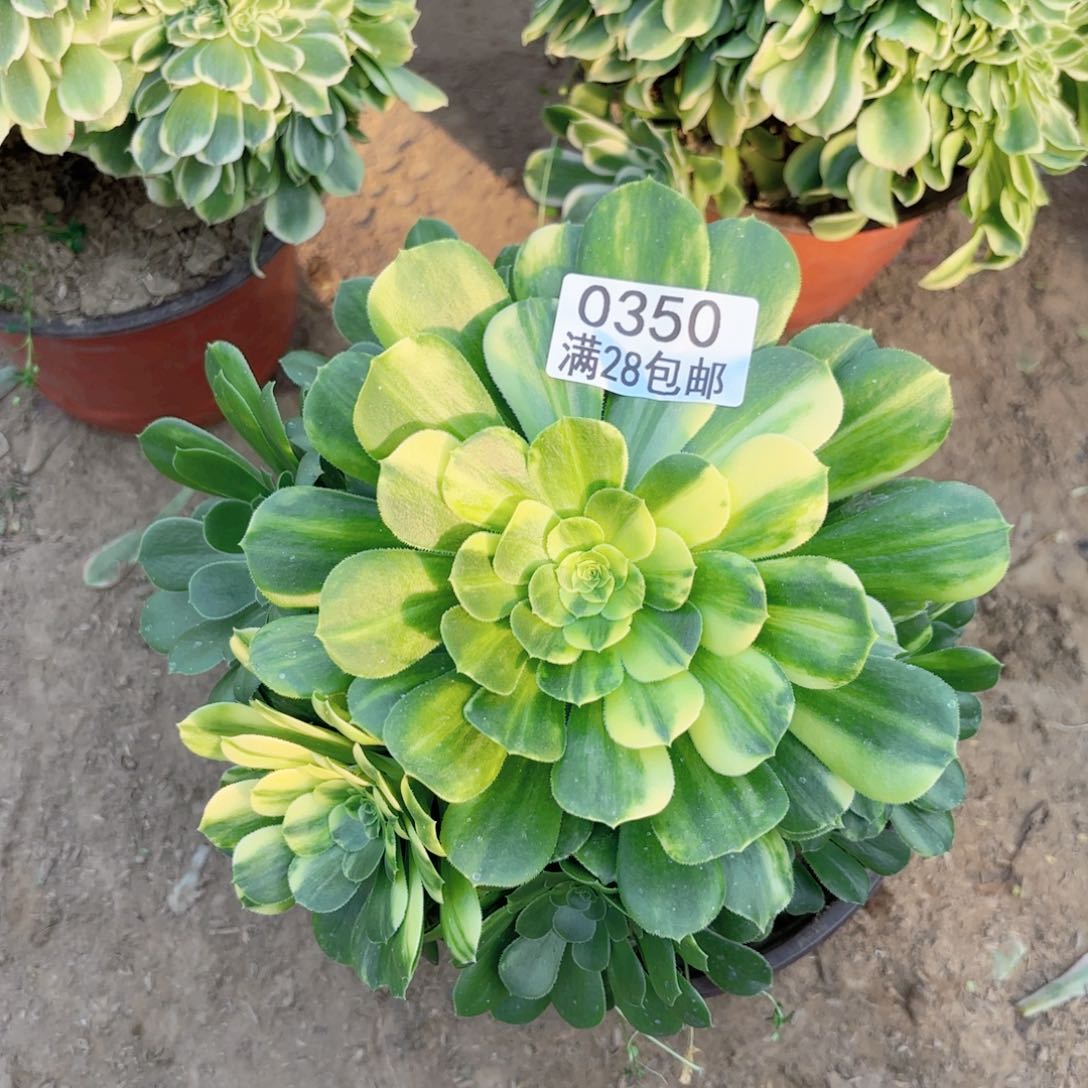 T.   0350五彩琉璃多肉