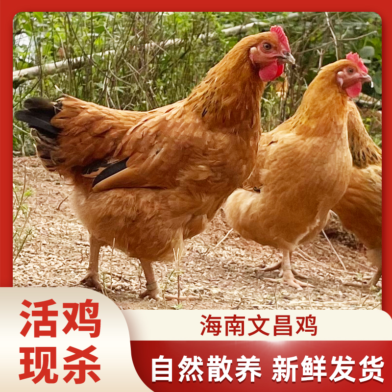 【海南文昌鸡】2只活鸡现杀现发 椰林散养文昌鸡净重4-4.5斤
