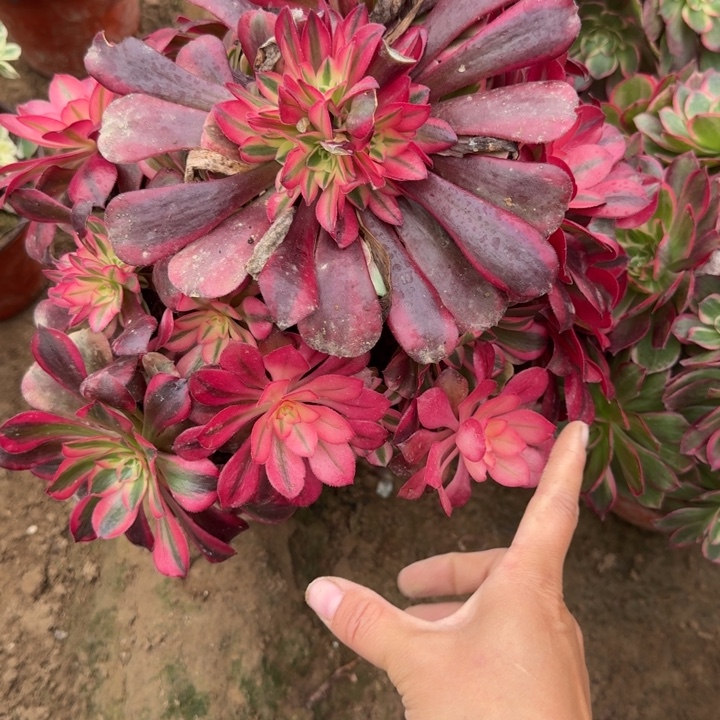 2729二号棚美杜莎丛林A