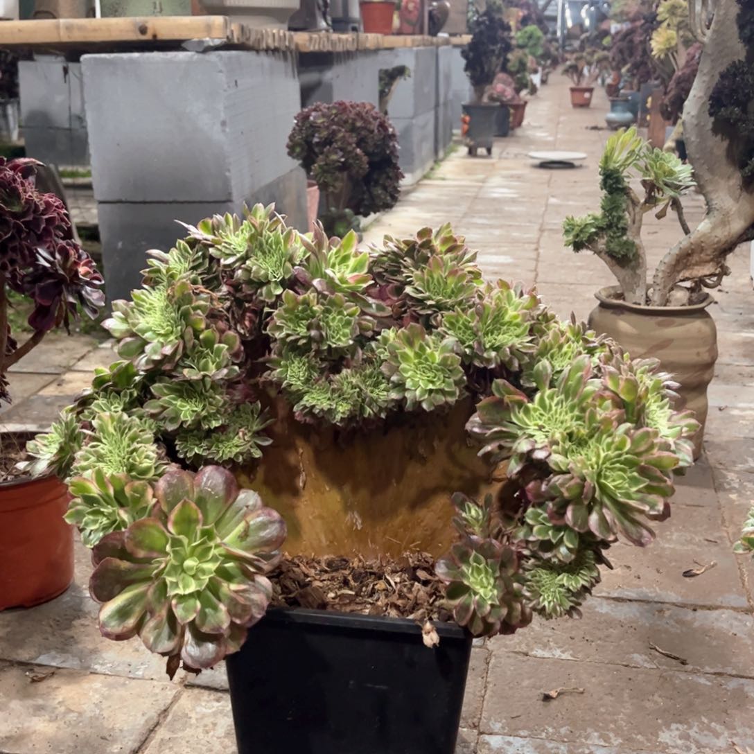 海王整板精品福利活动