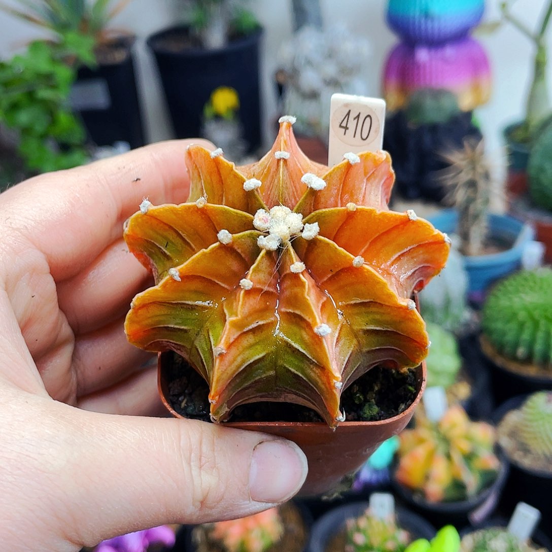 非偏远地区满25包邮仙人球