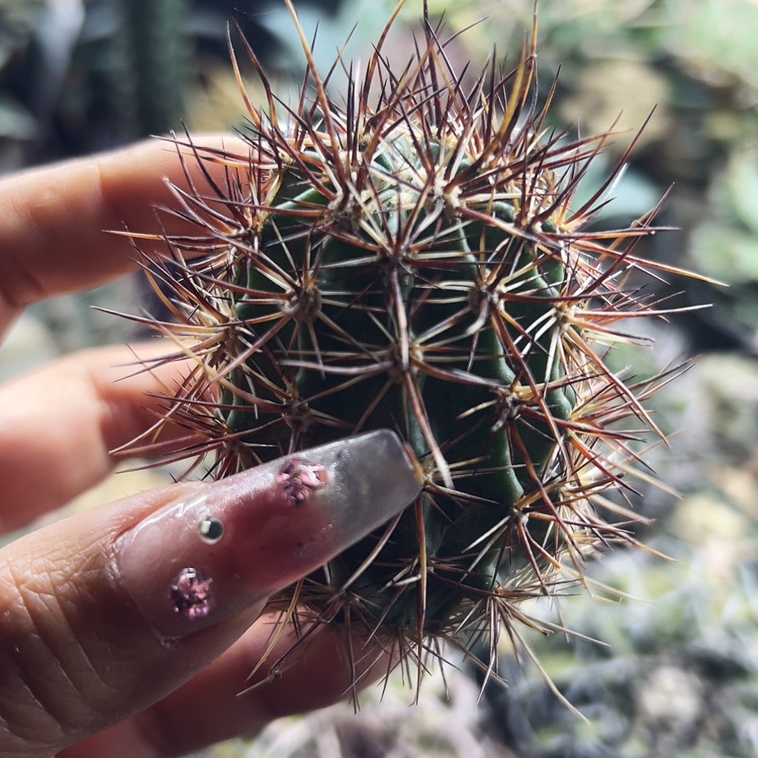 林氏虾有根仙人球66666666666